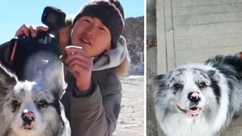 8 year old dog choutou was stealed and sold by the unknown persons in China