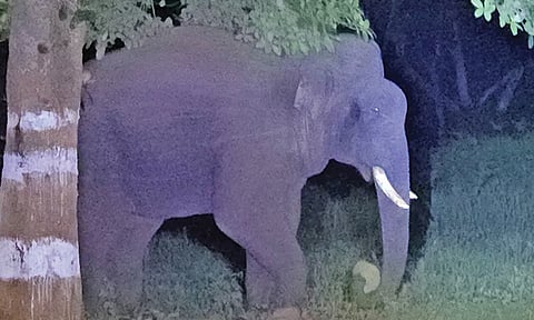 Elephant