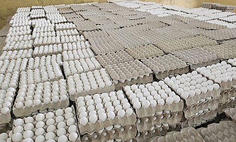 Egg