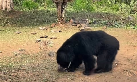 Bears 