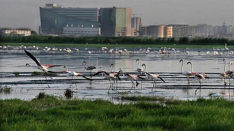 Pallikaranai wetland