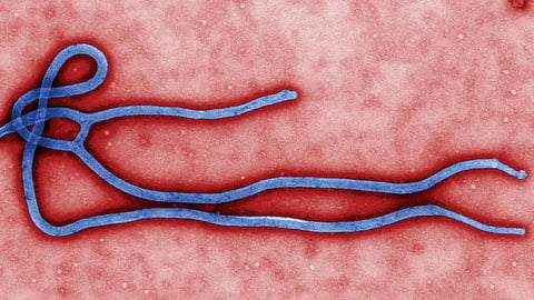 Ebola