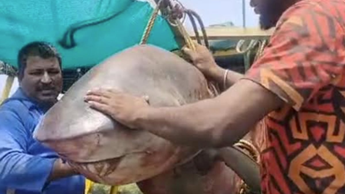 புதுவை மீனவர்கள் வலையில்  சிக்கிய 150 கிலோ பால் சுறா மீன்- எண்ணெய் தயாரிக்க குஜராத்திற்கு அனுப்பி வைப்பு