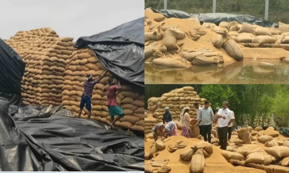 தஞ்சை மாவாட்டத்தில் மழையால் 50 ஆயிரம் நெல் மூட்டைகள் சேதம் -  விவசாயிகள் வேதனை!
