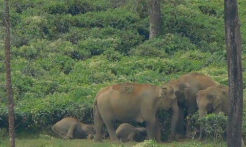 Elephants
