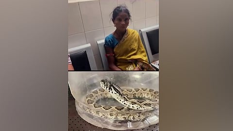 கடித்த பாம்பை பிடித்து டப்பாவுக்குள் அடைத்து ஆஸ்பத்திரிக்கு விரைந்த பெண்
