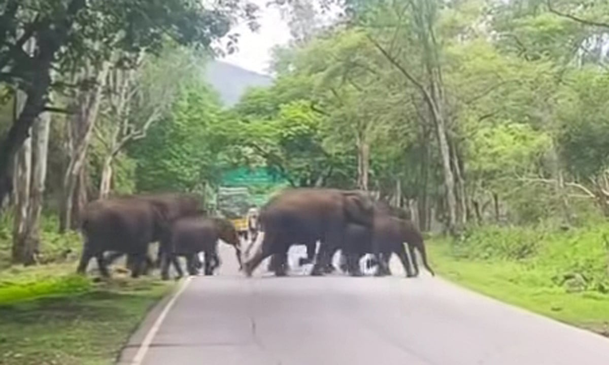 மைசூர் நெடுஞ்சாலையில் 10-க்கும் மேற்பட்ட யானைகள் குட்டிகளுடன் கடந்ததால் வாகன ஓட்டிகள் அச்சம்