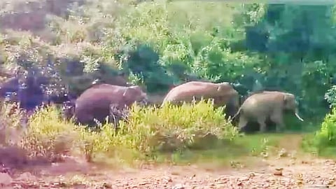 Elephants