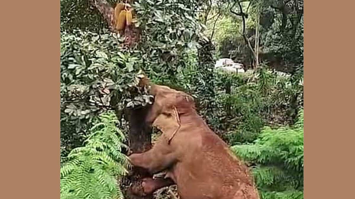 கோத்தகிரி அருகே மரத்தில் ஏறி பலாப்பழம் பறித்த காட்டு யானை 