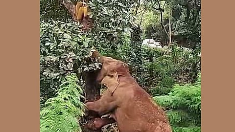 கோத்தகிரி அருகே மரத்தில் ஏறி பலாப்பழம் பறித்த காட்டு யானை 