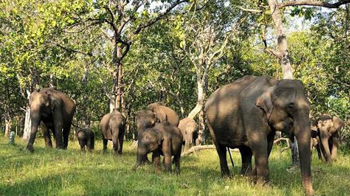 
மேற்கு தொடர்ச்சி மலையில் 11,934 யானைகள் உள்ளன- வனஉயிரின கணக்கெடுப்பில் தகவல்