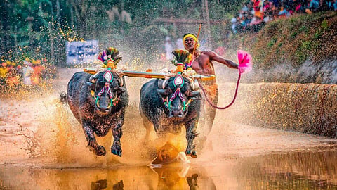Karnataka Kambala Water Row