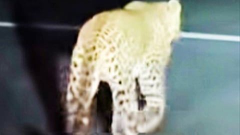 Leopard