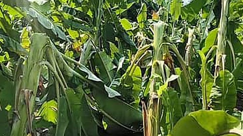 banana 