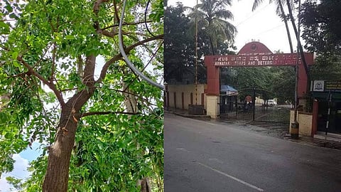 Sandalwood Tree  