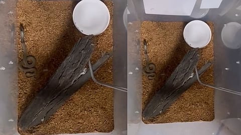 Delhi Zoo Snake Breeding Milestone