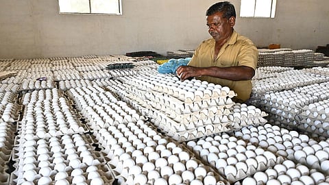 Egg price increase
