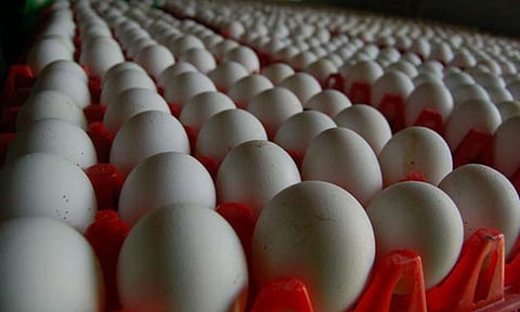 Egg price high