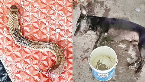 Snake - Dog