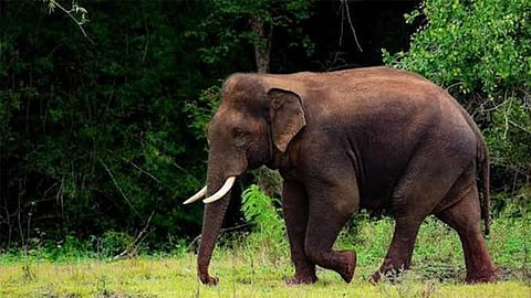 Elephant