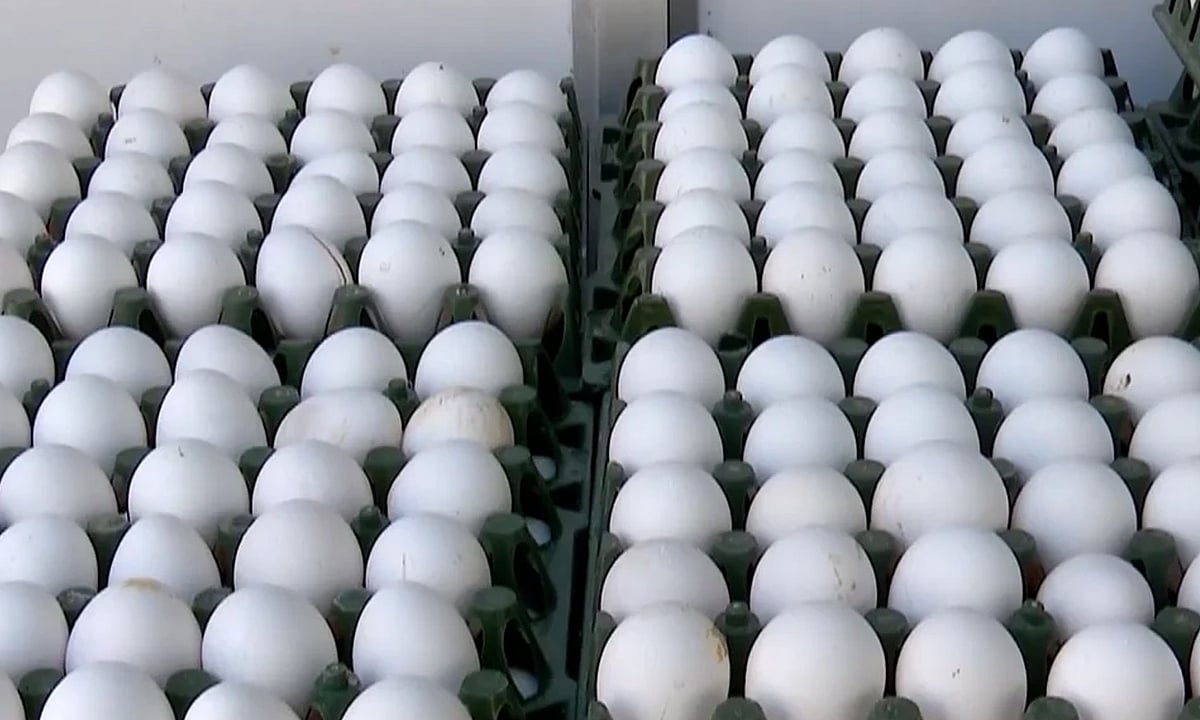 முட்டை விலை ஒரே நாளில் 30 காசுகள் சரிவு - பொது மக்கள் மகிழ்ச்சி