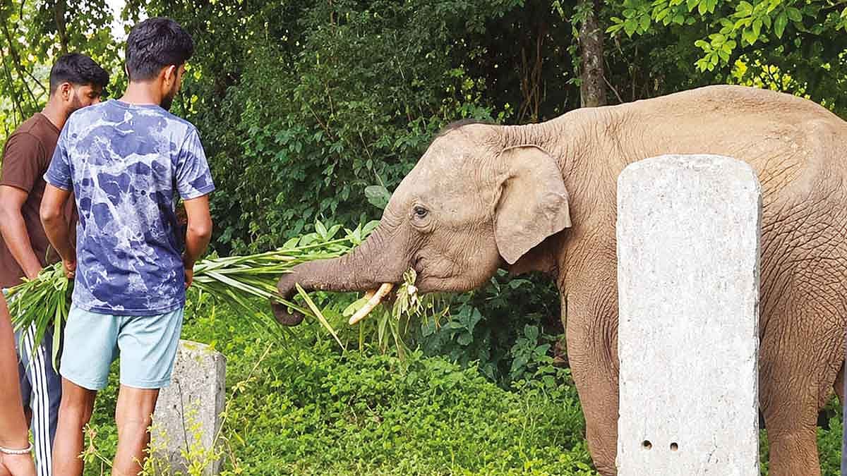 பாச மழையில் நனைந்த குட்டி யானை: செல்பி எடுத்து மகிழும் கிராம மக்கள்...  தாயுடன் சேர்க்க வனத்துறை தீவிரம்!