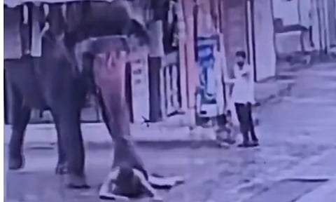 ElephantAttack 