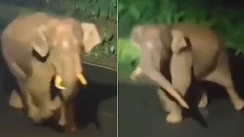 Elephant