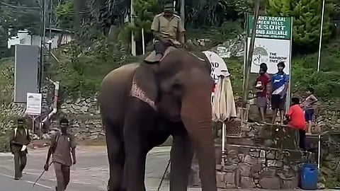 கூடலூர் அருகே புலியை பிடிக்கும் பணியில் களமிறங்கிய கும்கி யானைகள்