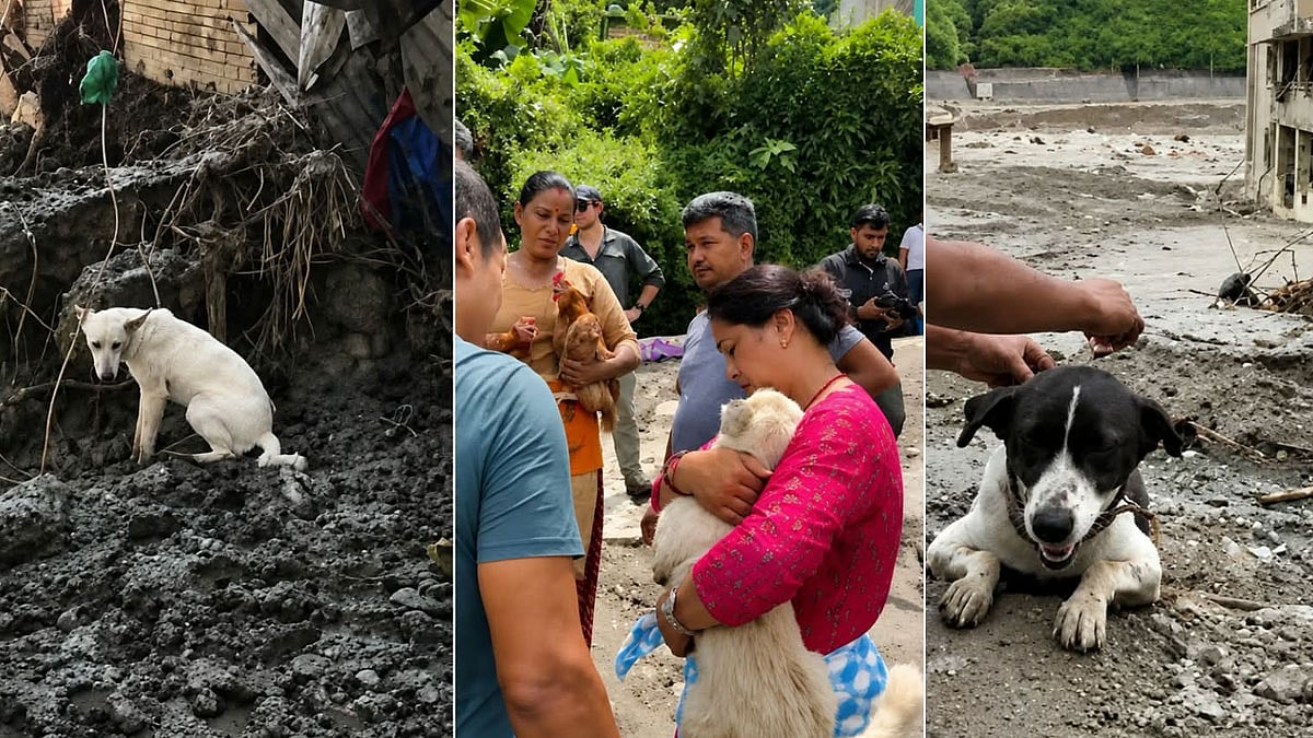 இடிபாடுகளின் முன் தொடரும் காத்திருப்பு: நேபாள வெள்ளத்தில் குடும்பங்களை இழந்து தவிக்கும் செல்லப்பிராணிகள்!