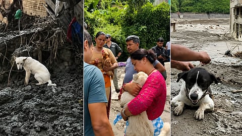 Nepal  Pets    