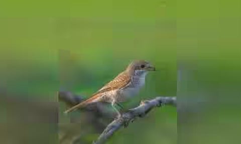 Jhajjar Bird