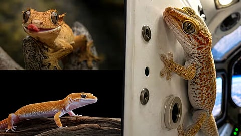  lizards  Foton-M2
