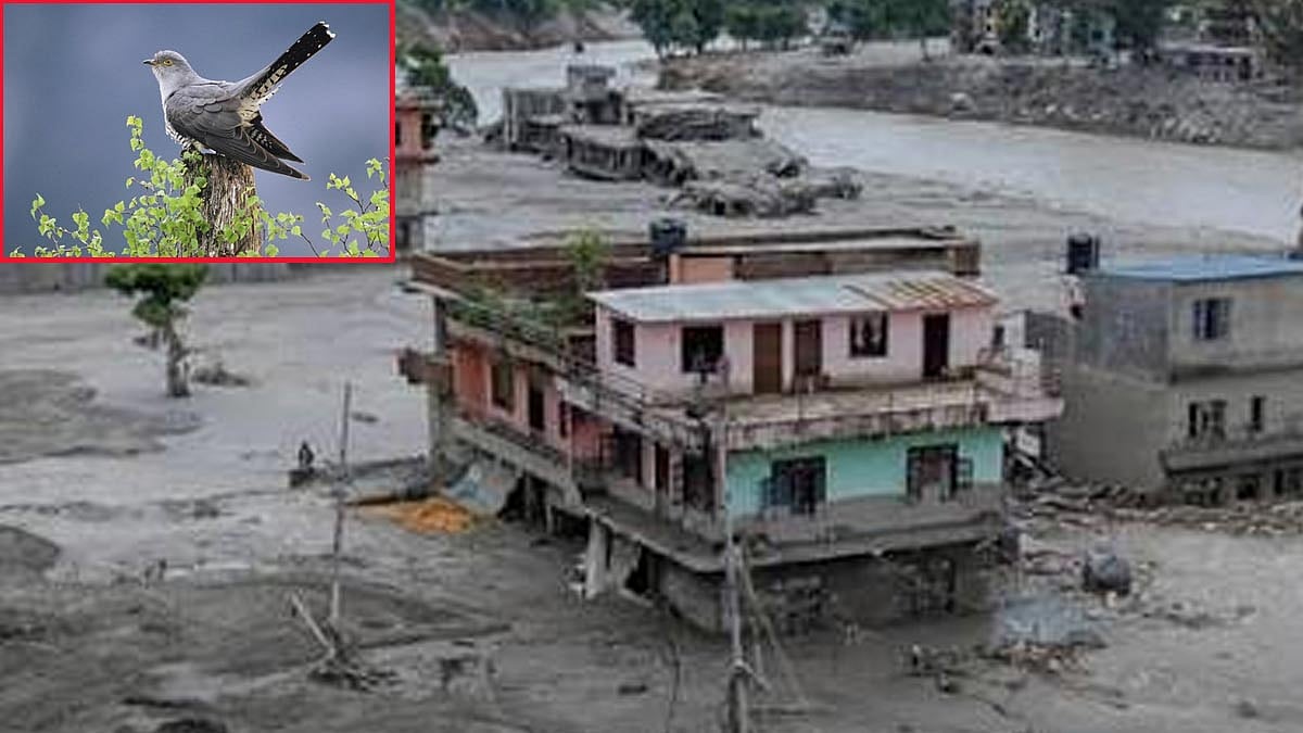 நேபாளத்தின் பேரழிவு வெள்ளப்பெருக்கை எச்சரித்த குயிலின் அமைதி