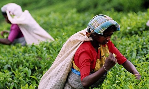 Tea Estate 
