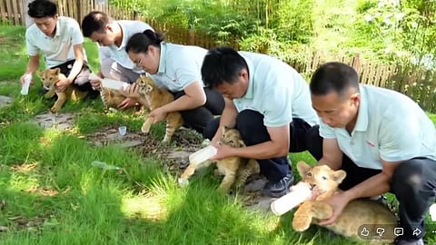 China wildlife nursery school