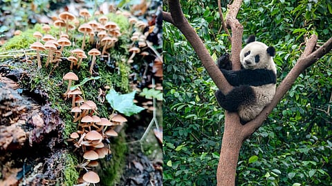 Panda feces fungus discovery