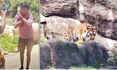 Fake Tiger Video  