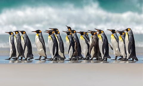 Penguin Sanctuary 