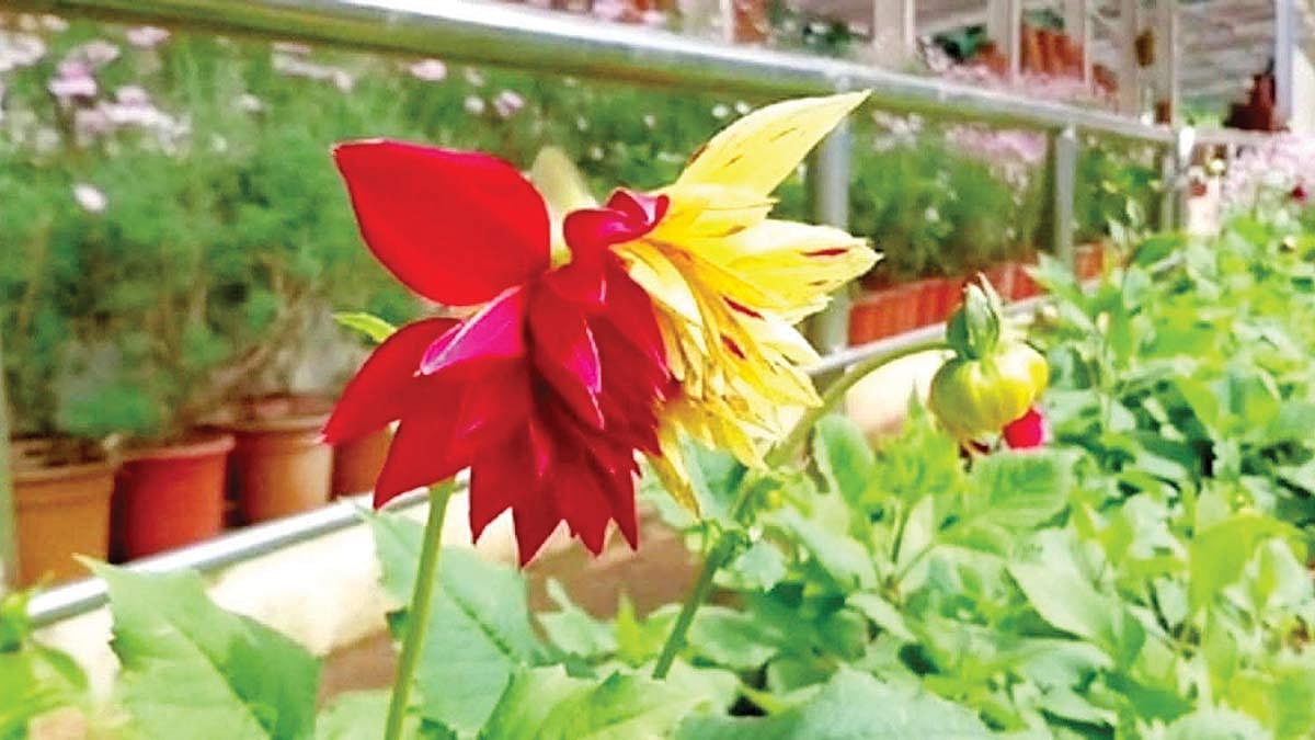 ஊட்டி தாவரவியல் பூங்காவில் ஒரே செடியில் இரு வண்ண டேலியா மலர்கள் - செல்பி எடுத்து மகிழ்ந்த சுற்றுலாப் பயணிகள்
