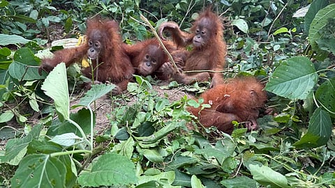 orangutan infants