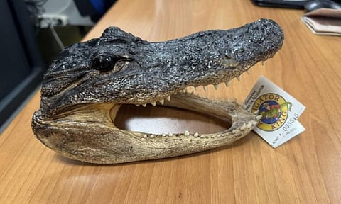 Crocodile Head