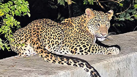 Leopard