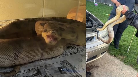 4-Foot Snake Found in Car Engine
