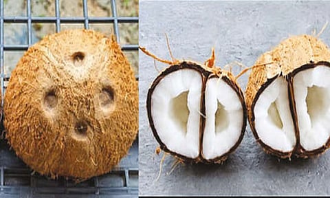 Miracle Coconut 