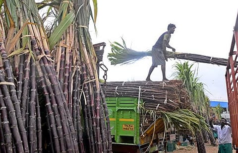 sugarcane