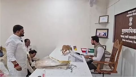 stray dogs