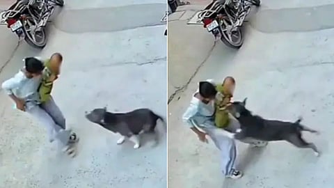 Pitbull Attack in Haryana