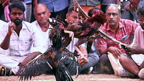 தமிழ்நாட்டில் சேவல் சண்டைக்கு தடை விதிக்கப்படவில்லை -  உயர் நீதிமன்றத்தில் டிஜிபி விளக்கம்!