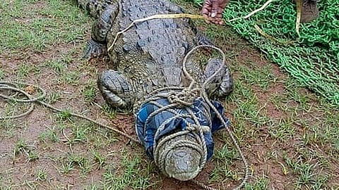 Crocodile